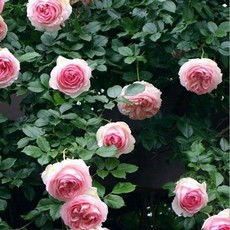 大型爬藤月季哪个品种好