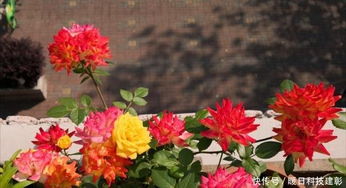 开花最勤的藤本月季,四季花开,一树多色花,栽培容易,值得拥有