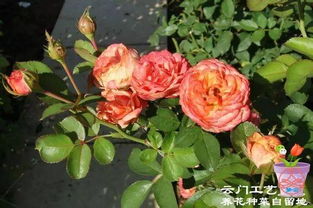 耐热月季品种推荐