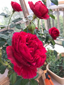 爬藤月季为什么只长叶不开花