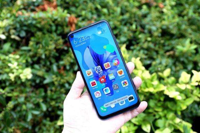 最值得入手的藤本月季