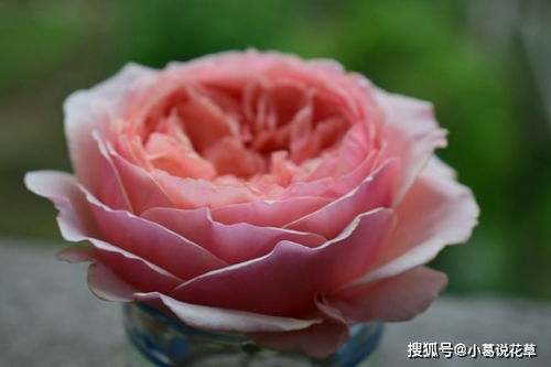 温柔珊瑚心月季图片