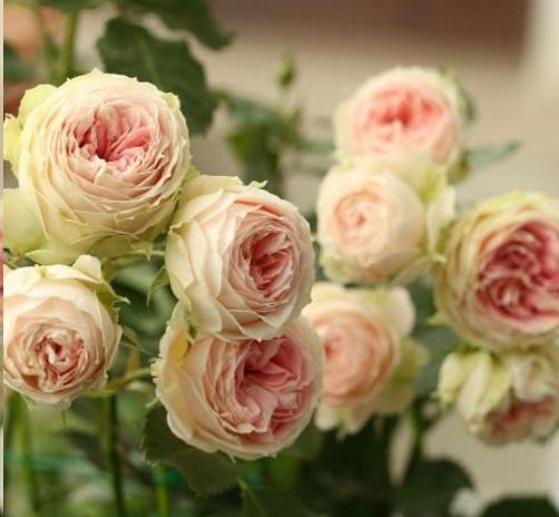 绒球门廊月季图片