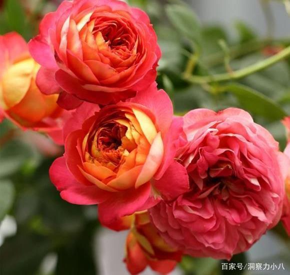 适合新手养的爬藤月季