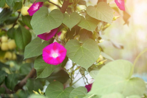户外耐阴又容易开花的植物