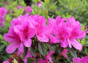 杜鹃花花蕾干枯的原因 杜鹃花蕾干枯多是因为不适应环境造成