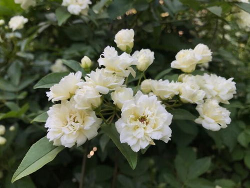 木香花的栽培养护方法