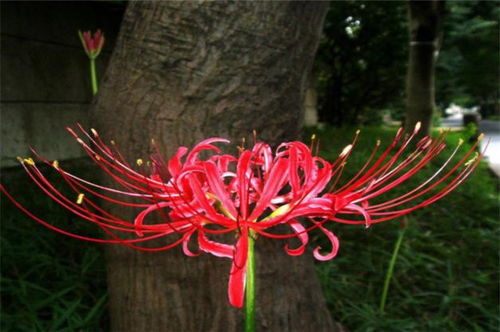 诗意秋草红花三首,满地红心草,凄美彼岸花