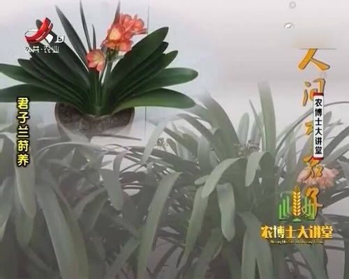 如何鉴别好的君子兰 鉴赏与评价标准是何 专家现场指导