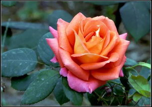 月季花如何过冬 月季花冬季养护6大招