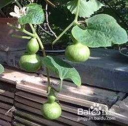 手捻葫芦的种植方法