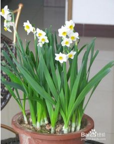 水仙开花后怎么处理