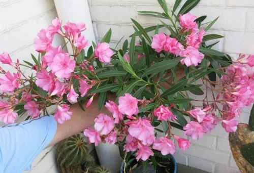 4种花 别在家养 ,枝叶都有毒,尤其第3种,再漂亮也别养 汁液