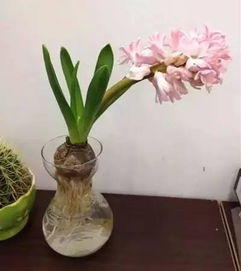 水培植物冬季怎么养,才能健康过冬