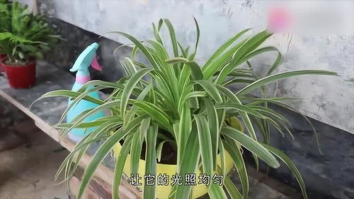 养护吊兰,只需2技巧,就能长出鲜绿的叶片