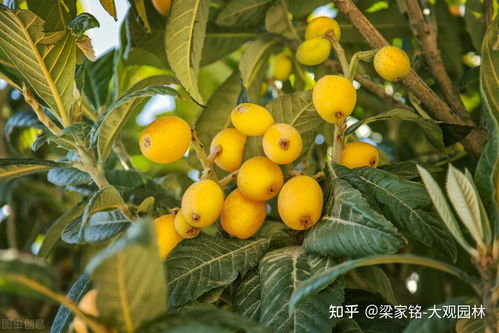 园林里可以种枇杷树吗