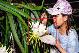 火龙果怎么人工授粉