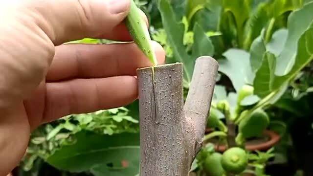 无花果苗育苗基地,教你一个嫁接的小妙招,成活率高还非常简单
