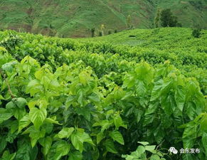 我县桑树冬季管理拉开序幕