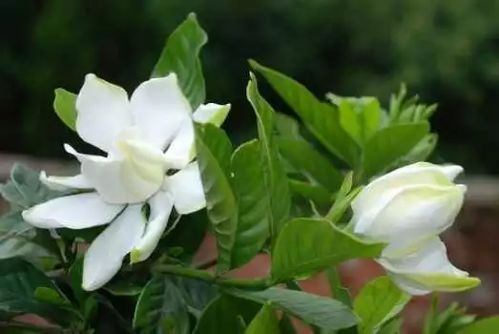 栀子花的养殖方法和注意事项