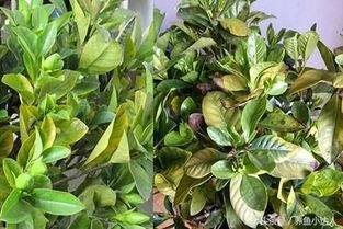 栀子花叶子干枯怎么办 这样处理更轻松