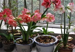盆栽朱顶红怎么种植 冬天能开花吗