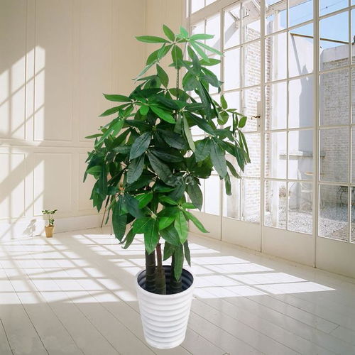 合肥绿植租赁,办公室绿植盆栽好养活的