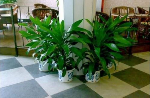 室内绿植花卉养护方法都有哪几种