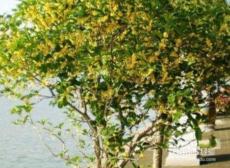 桂花树叶子干枯怎么办