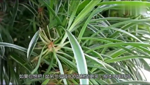 吊兰怎么养才能更旺盛 学会这些方法,让你的吊兰长到停不下来哦