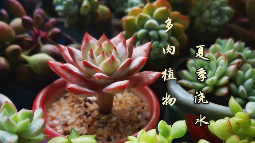 夏季多肉植物浇水难道真的是和春天一样嘛