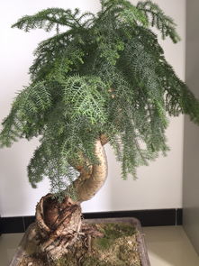 请问这是什么盆景,怎么养好,值钱吗