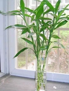花开富贵,竹报平安之富贵竹养殖方法