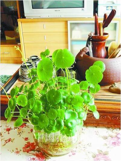 不用土在家种花,除了绿萝红掌,还能养鱼 周六,陈熙大师把技巧都告诉你