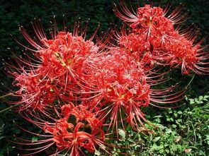 怎样养彼岸花才是正确的