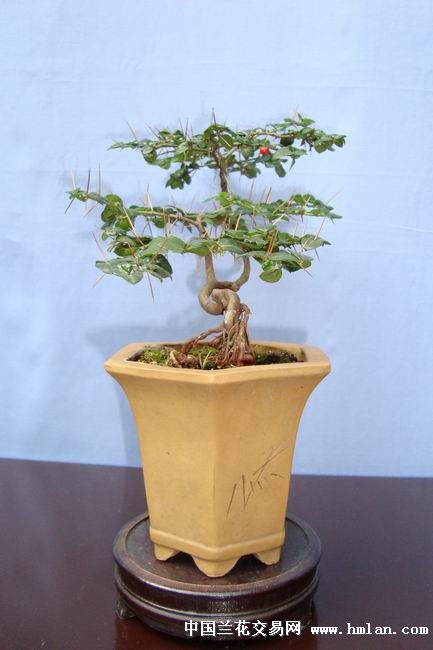 掌上盆景系列 小叶虎刺4