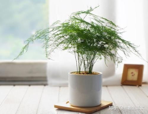 文竹养护有什么小技巧 做好这三点基本上都能养好