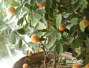 阳台花园 秋天适合种植什么水果和果树