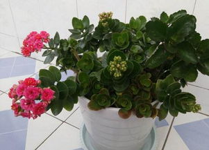 长寿花怎么养家庭养法,家养长寿花的5种养护技巧