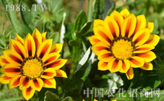勋章菊的栽培要点