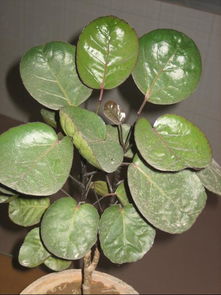 植物圆叶福禄桐