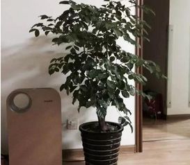巧妙布置财运滚滚,你家的花摆对能旺,摆错就悲剧