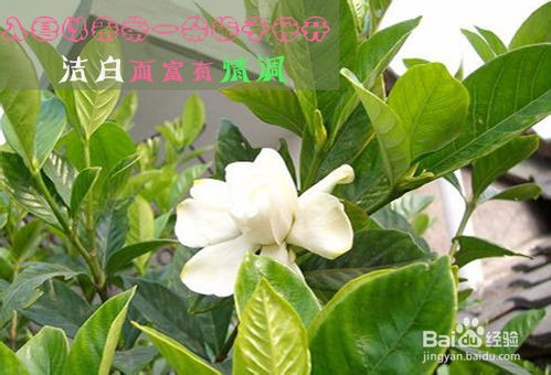 栀子花不开花怎么办