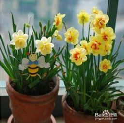 水仙开花后怎么处理