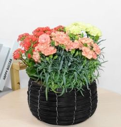 康乃馨的叶子黄了怎么办