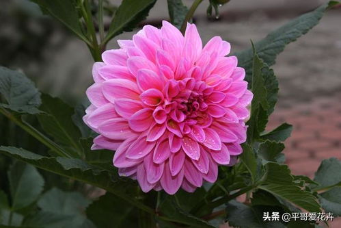 院子里栽 3种花 ,长成一棵树,开花大半年,养过的人都喜欢 种植