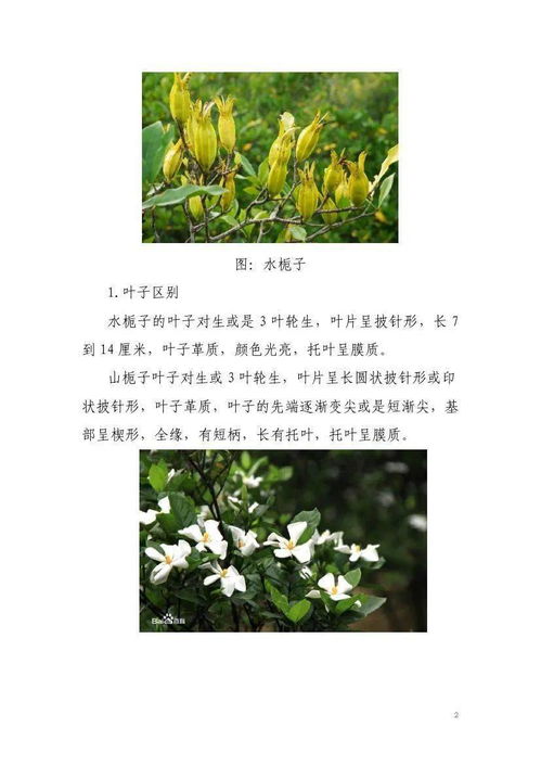 水栀子生态栽培技术