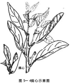 拉枝能削弱大枝长势,促进花芽分化和结果 柑橘树10大整形修剪手段
