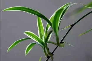 吊兰叶尖枯萎发黑 怎么回事