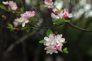 春阴初过海棠时 青岛海棠赏花地一览
